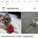 르블랑펫살롱 이미지