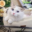 야옹아 놀자 | 대구 남구 봉덕동 &#34;야옹아놀자&#34; 무마취 고양이 첫 미용 후기