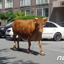 소한마리 이미지