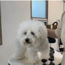 위드 더 독 이미지