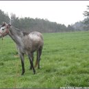 장원목장 이미지