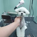 배츄네펫살롱 이미지