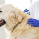 일산 클래식 동물병원 이미지