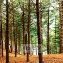 이리오너라 이미지