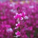 남춘천대형약국 이미지