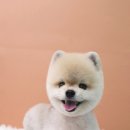 미키애견 이미지