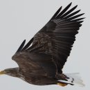 【흰꼬리수리 White-tailed eagle,】 하늘의 제왕’ 흰꼬리수리」 이미지