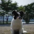 오요5롯지A | 춘천 북한강 호반캠핑장 반려견동반 후기