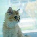 도로시 펫 이미지