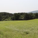 메밀카 | 제주도렌트카 타고 5월 여행지 제주 오라동 메밀밭 추천!!