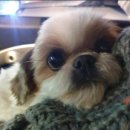 개님은 털빨 이미지