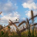 이영춘「들풀」 이미지