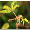 자라다plant 이미지