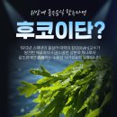 황농경로당 | 완도후코이단, 위암에좋은음식 찾는다면 황산기 구조로 보는 연구 기준!