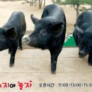 휴애리 티스토리