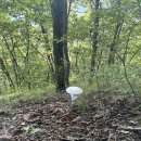 보인2리 | 영남알프스 문복산(文福山) 산행 - 2. 버섯이 꽃으로 피었네.