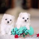 히든밸리켄넬 이미지