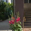 뻐꾸기PC | 접싞