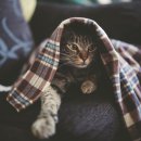 동행동물병원 이미지