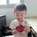 다원농장 | 신비복숭아 제철 기간, 후숙부터 보관법까지 맛있게 먹는 방법 (feat. 다원이네 과일농장)