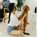 펫스토리 이미지
