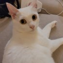 삐삐그루밍 이미지