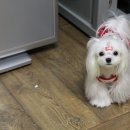 굿독 애견미용클럽 이미지