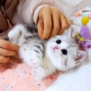 강남 고양이 분양 캣프렌즈 | 서울고양이분양 망설임없이 선택한 캣프렌즈