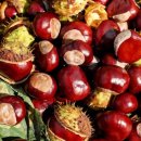 마로니에 이미지