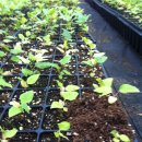 황칠사랑 이미지