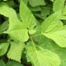 참오리숯불구이 이미지