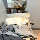 언하주유소 | [강동 애견동반 스크린] 반려견과 함께 즐기는 가성비 골프 유로스크린골프 아카데미