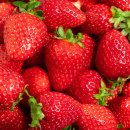 방산축산 | 봄에 이걸 안 가면 후회해! 2025 논산딸기축제 완벽 정리 (일정·체험·꿀팁 ALL)