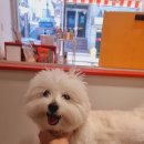 왈왈미용실 이미지