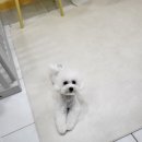 강아지 미용실 이미지