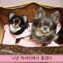 럭셔리하개 이미지