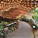 허브아일랜드식물원 이미지