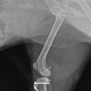 부평 모모 동물병원 이미지