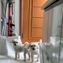 위드펫홈 이미지