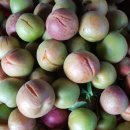 참농원 네이버블로그
