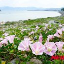 야생화 뉴시스