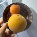 충주 애견동반 숙소 펫트리파크 고민하신다구요?!