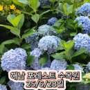 몽땅 포레스트 | 해남 수국축제 포레스트 수목원 전남 수국 명소