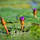 가시 태양광발전사업 이미지