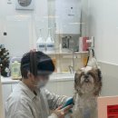 땡큐 펫 살롱 이미지