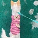 멍팰리스 이미지