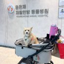 갑을동물병원 | 슬개골 수술 후 회복 과정｜부산 윤은채재활한방동물병원