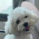 량'S 러블독스 이미지