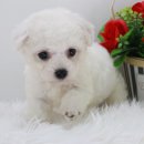 강아지,반하다 이미지