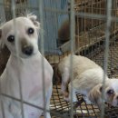 강아지 공장을 퇴출하는 동물보호법 개정을 촉구합니다. 이미지